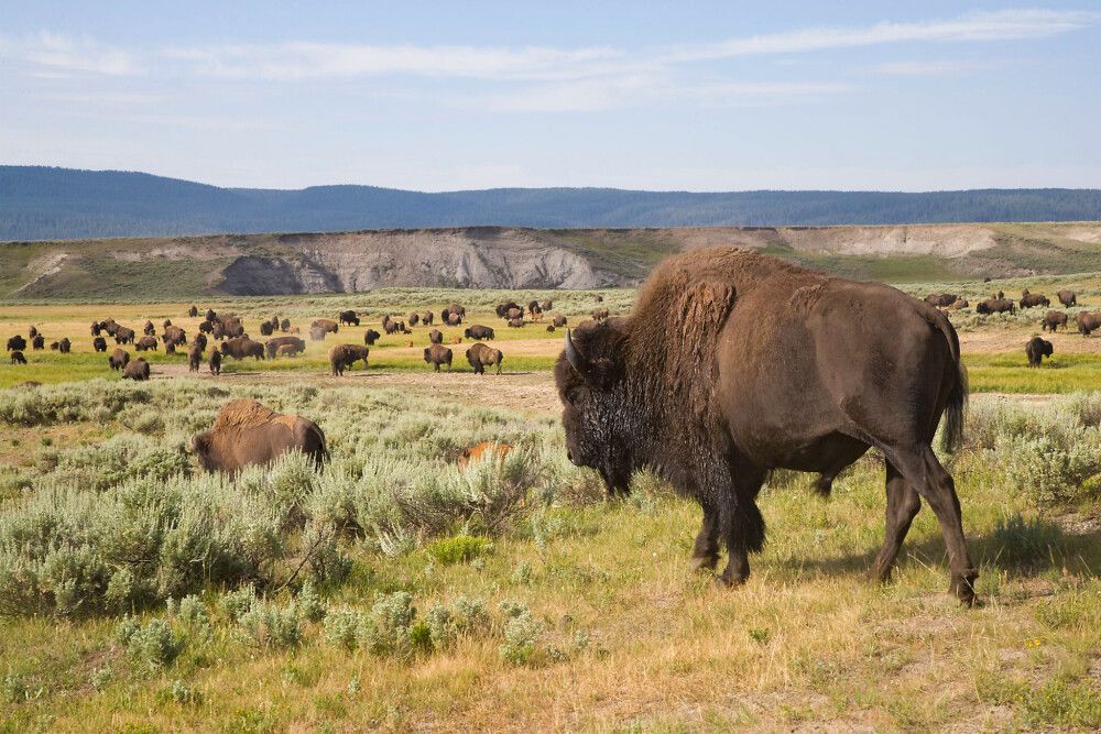 USA | Rocky Mountains - Wildlife – Land der Büffel, Bären und bunten Lagunen